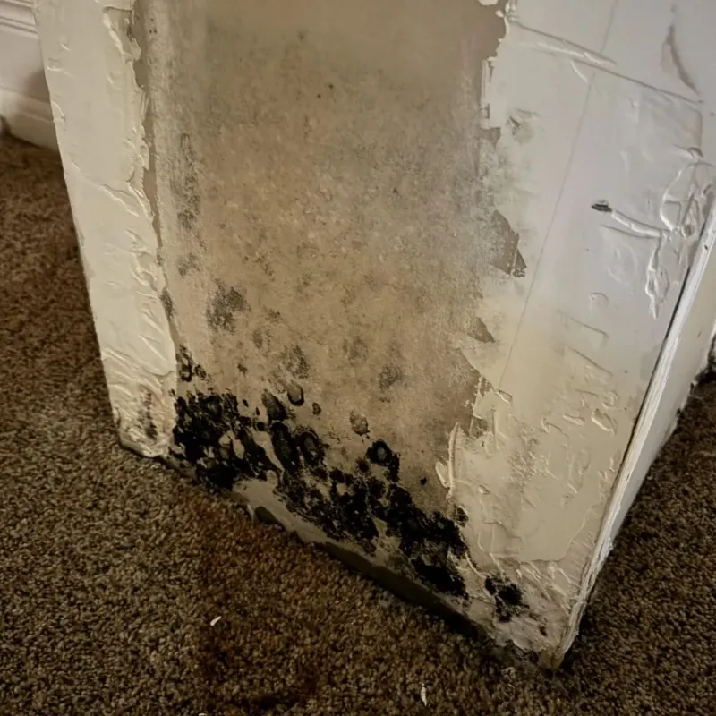 Professional Mold Removal in Ashley, ND